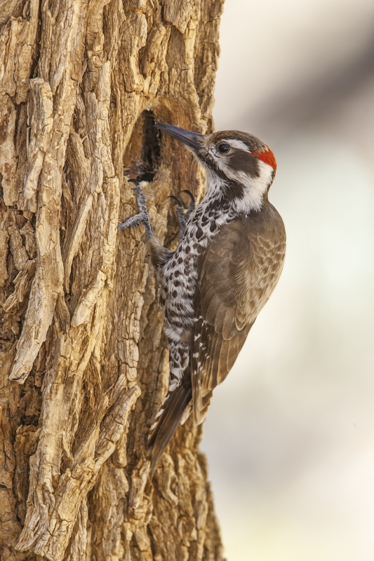 Arizona Woodpecker (Male), Drip at Madera Canyon, Near Green Valley, Arizona