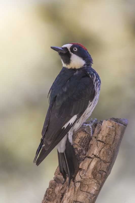 Acorn Woodpecker (Male), Drip at Madera Canyon, Near Green Valley, Arizona