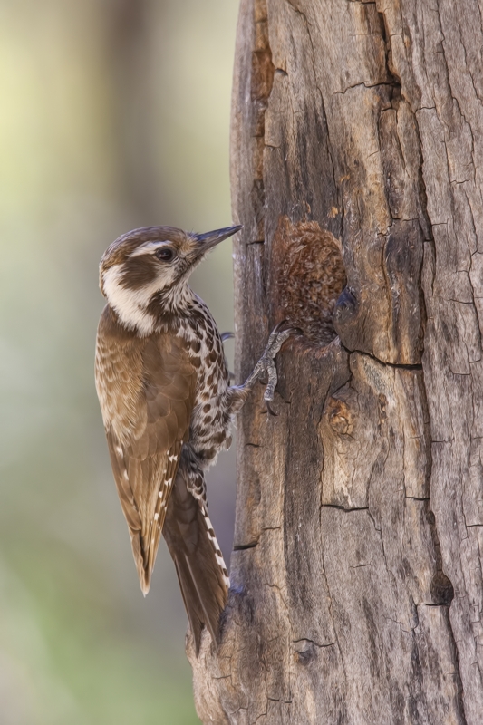 Arizona Woodpecker (Male), Drip at Madera Canyon, Near Green Valley, Arizona