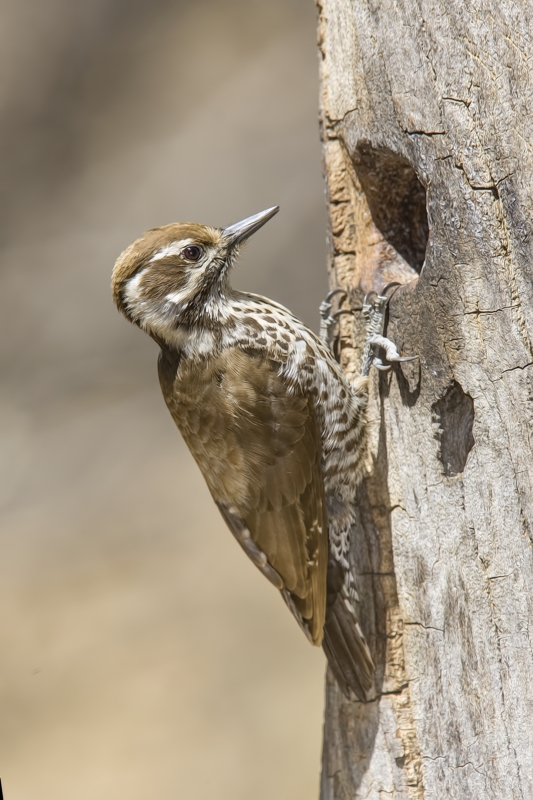 Arizona Woodpecker (Female), Drip at Madera Canyon, Near Green Valley, Arizona