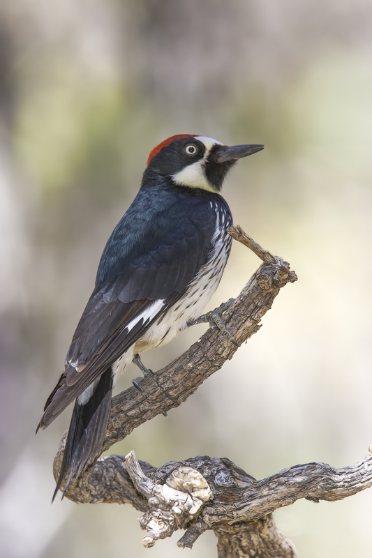 Acorn Woodpecker (Male), Drip at Madera Canyon, Near Green Valley, Arizona