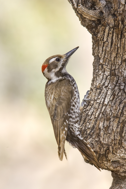 Arizona Woodpecker (Male), Drip at Madera Canyon, Near Green Valley, Arizona