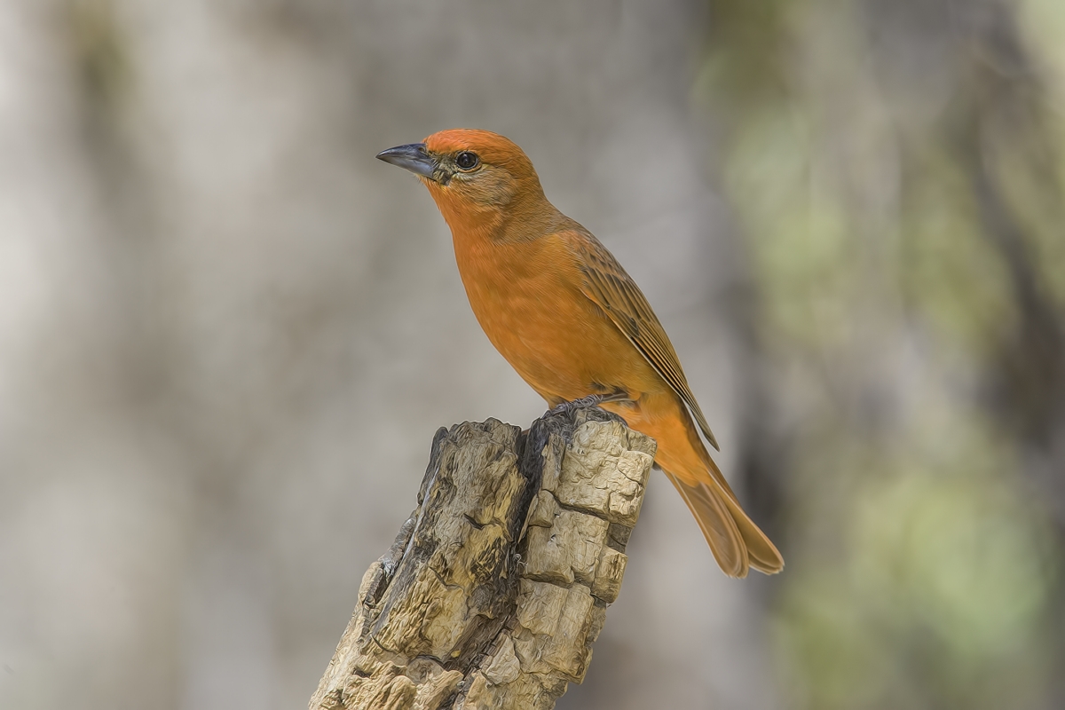 Hepatic Tanager (Male), Drip at Madera Canyon, Near Green Valley, Arizona