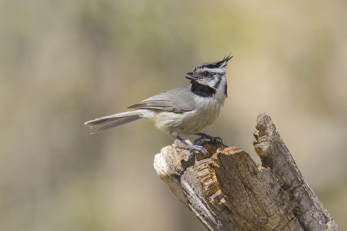 Bridled Titmouse, Drip at Madera Canyon, Near Green Valley, Arizona