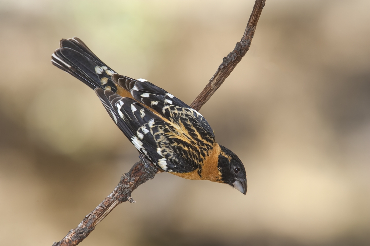 Black-Headed Grosbeak (Male), Drip at Madera Canyon, Near Green Valley, Arizona