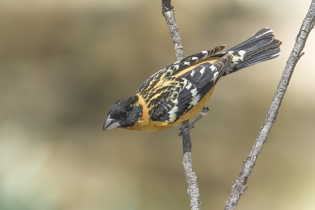 Black-Headed Grosbeak (Male), Drip at Madera Canyon, Near Green Valley, Arizona