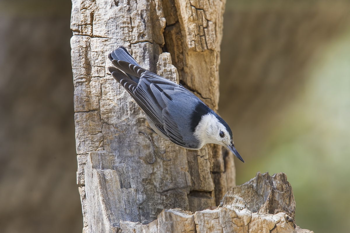 White-Breasted Nuthatch, Drip at Madera Canyon, Near Green Valley, Arizona