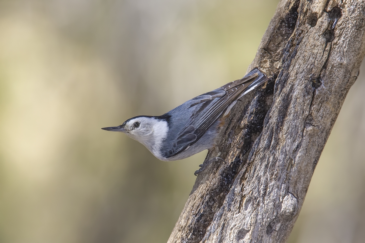 White-Breasted Nuthatch, Drip at Madera Canyon, Near Green Valley, Arizona