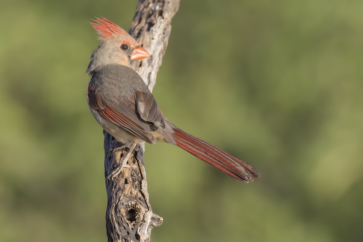 Northern Cardinal (Female), Pond at Elephant Head, Amado, Arizona