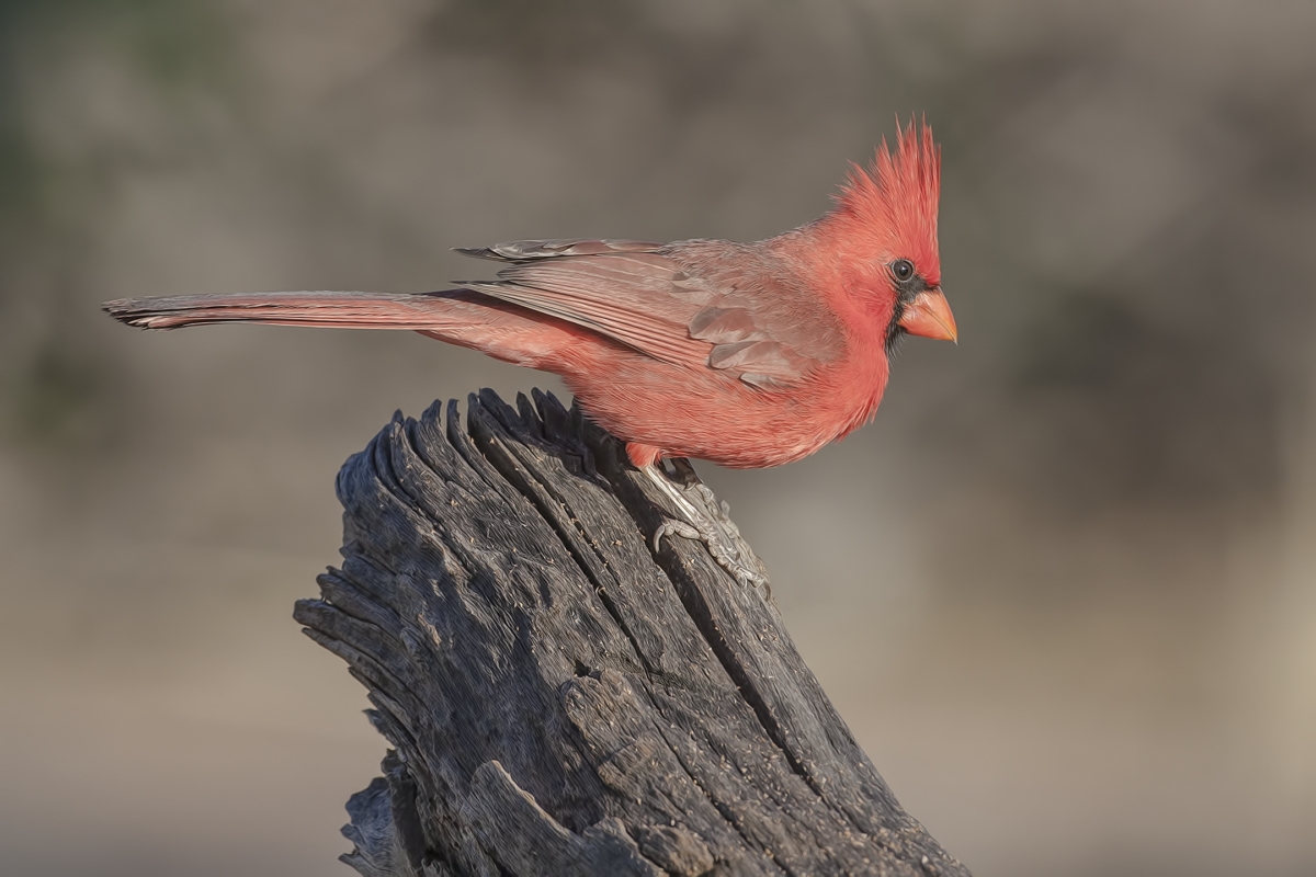 Northern Cardinal (Male), Pond at Elephant Head, Amado, Arizona