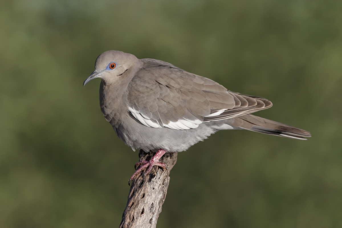 White-Winged Dove, Pond at Elephant Head, Amado, Arizona