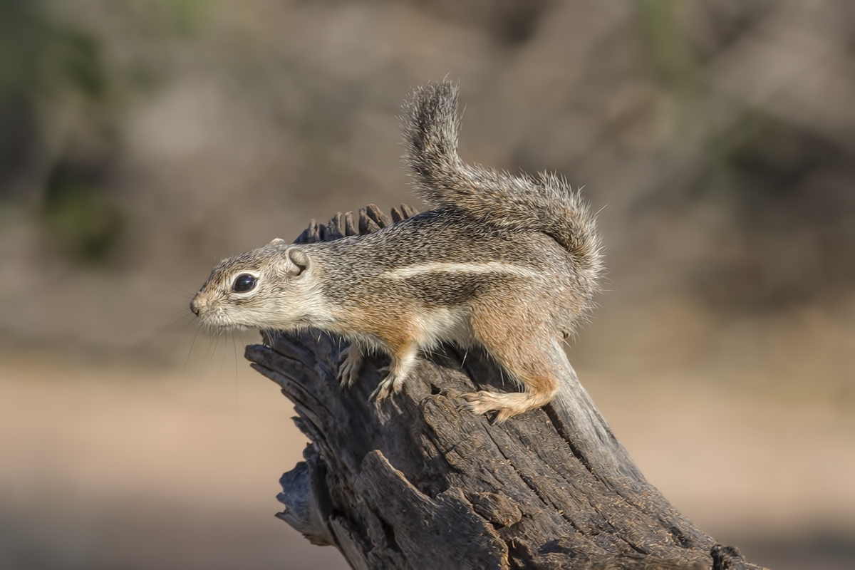 Harris's Antelope Ground Squirrel, Pond at Elephant Head, Amado, Arizona