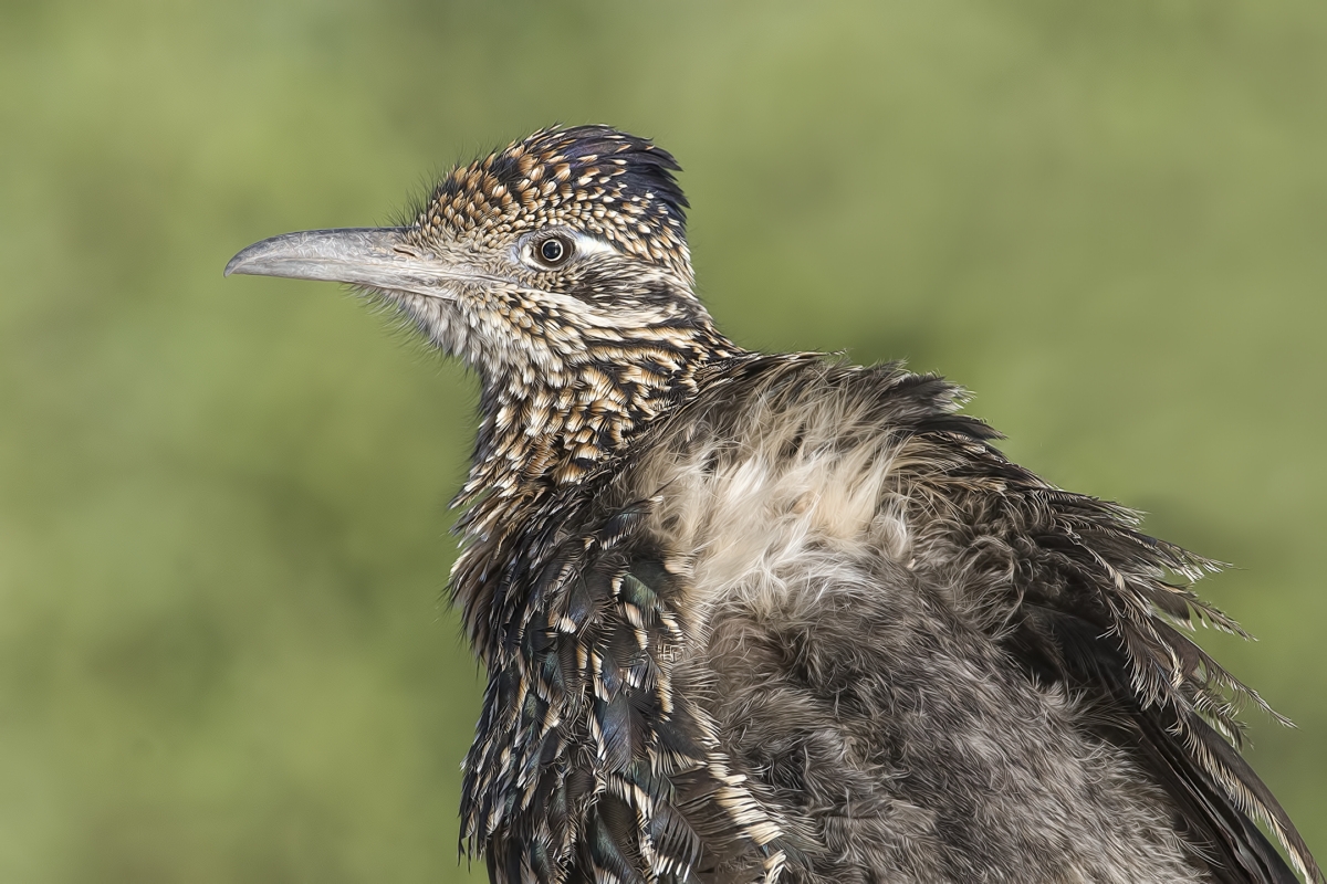 Greater Roadrunner, Pond at Elephant Head, Amado, Arizona