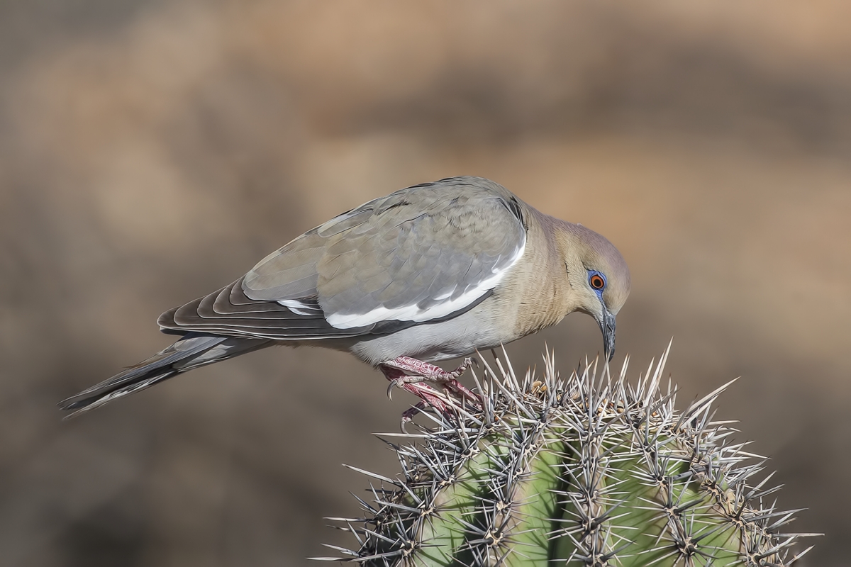 White-Winged Dove, Pond at Elephant Head, Amado, Arizona