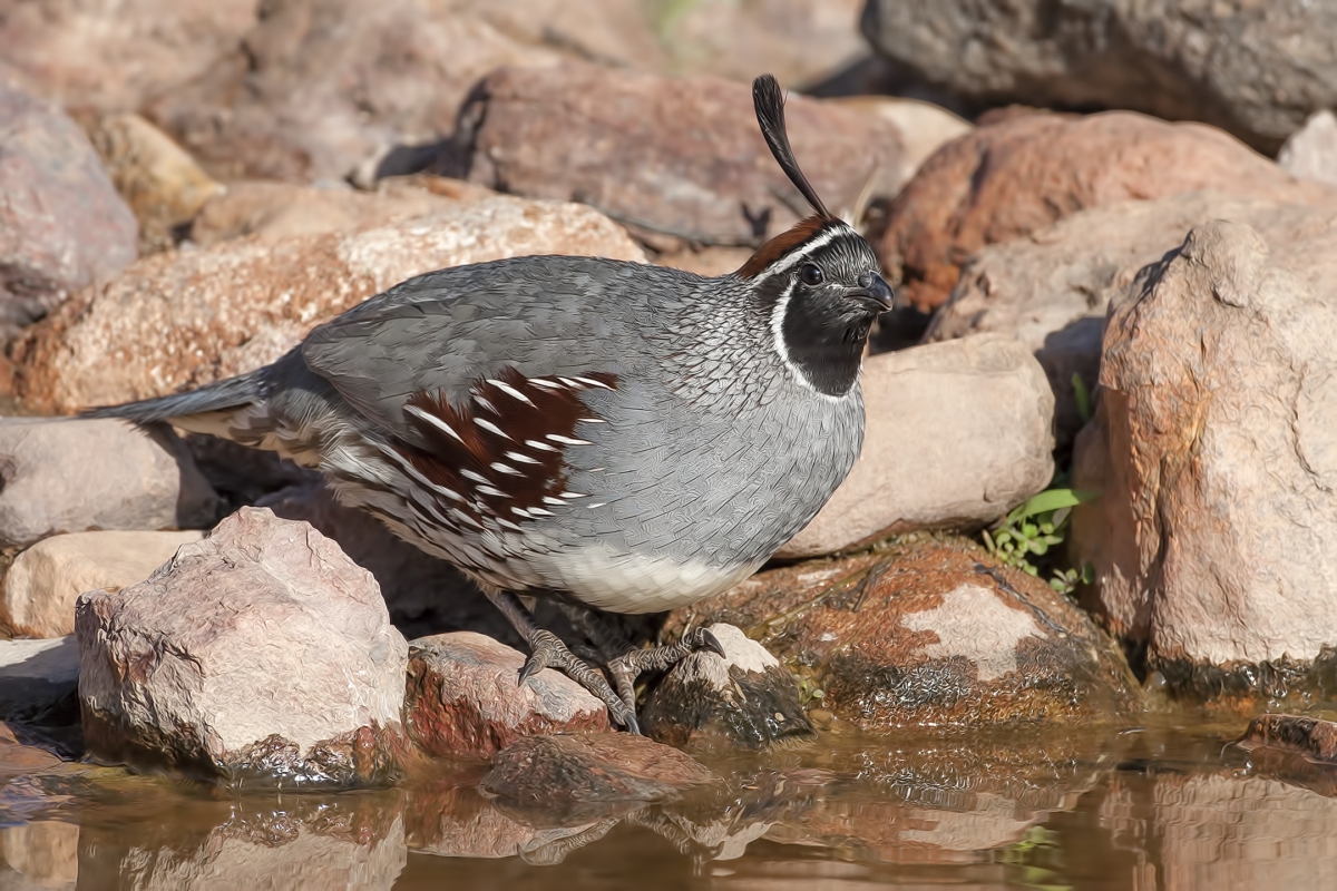 Gambel's Quail (Male), Pond at Elephant Head, Amado, Arizona