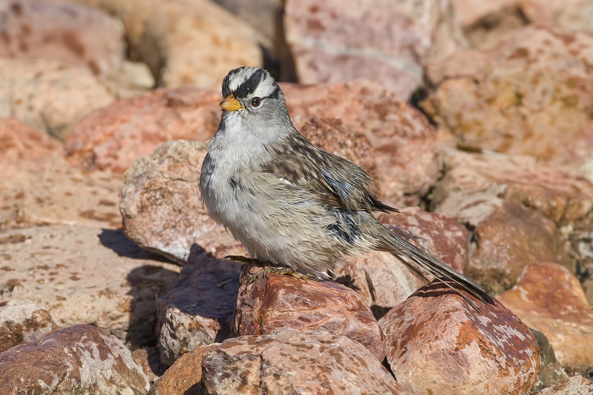 White-Crowned Sparrow (Bathing), Pond at Elephant Head, Amado, Arizona