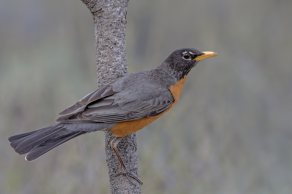 American Robin, Cabin Lake "Guzzlers," Deschutes National Forest near Fort Rock, Oregon