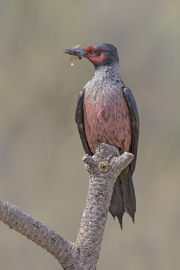 Lewis's Woodpecker, Cabin Lake "Guzzlers," Deschutes National Forest near Fort Rock, Oregon