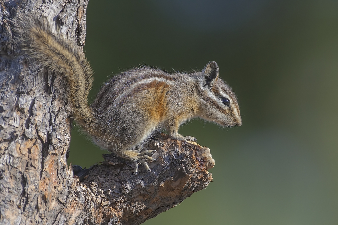 Least Chipmunk, Cabin Lake "Guzzlers," Deschutes National Forest near Fort Rock, Oregon