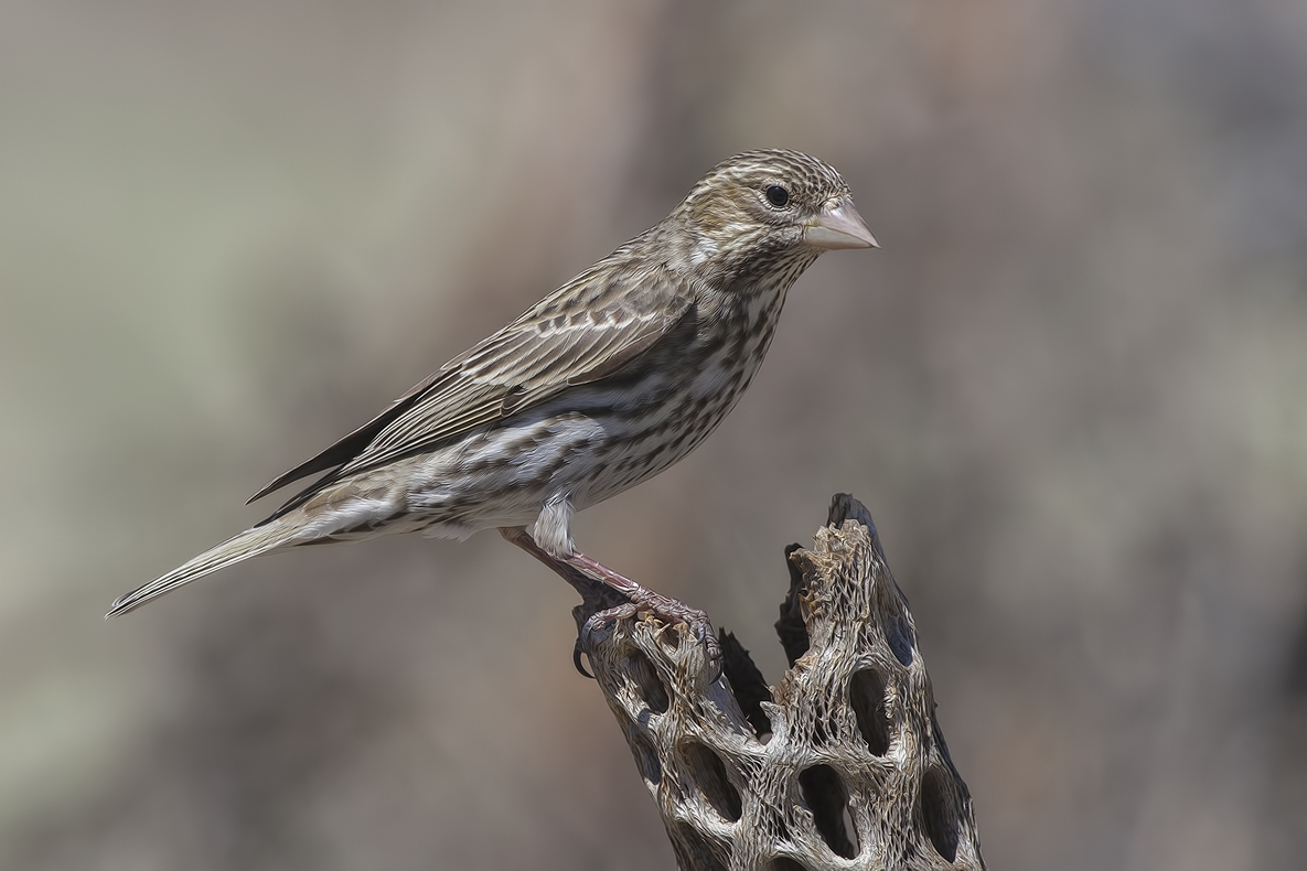 Cassin's Finch (Female), Cabin Lake "Guzzlers," Deschutes National Forest near Fort Rock, Oregon