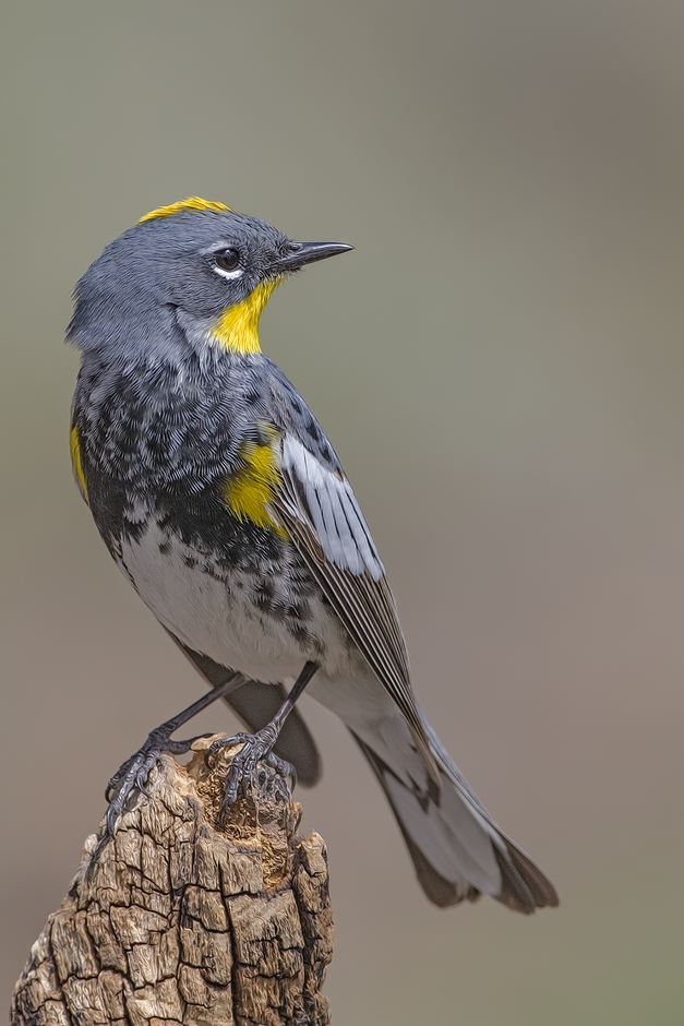 Yellow-Rumped Warbler, Cabin Lake "Guzzlers," Deschutes National Forest near Fort Rock, Oregon