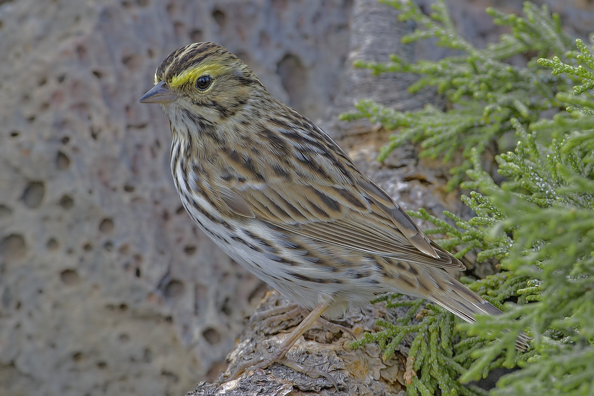 Savannah Sparrow, Cabin Lake "Guzzlers," Deschutes National Forest near Fort Rock, Oregon