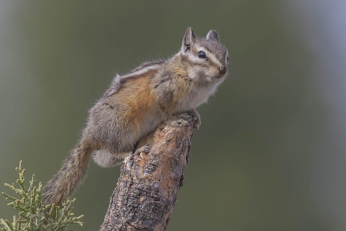 Least Chipmunk, Cabin Lake "Guzzlers," Deschutes National Forest near Fort Rock, Oregon