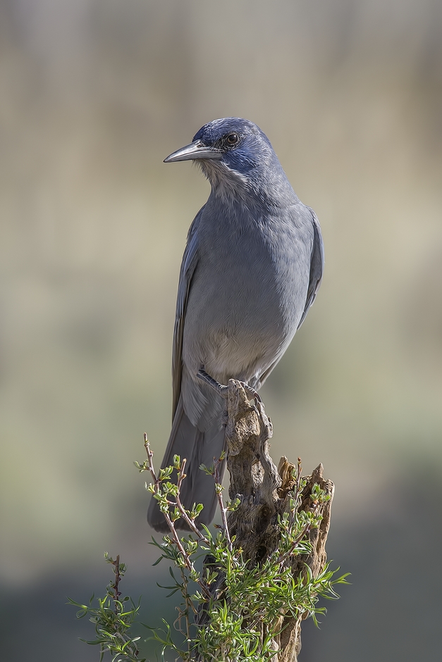 Pinyon Jay, Cabin Lake "Guzzlers," Deschutes National Forest near Fort Rock, Oregon