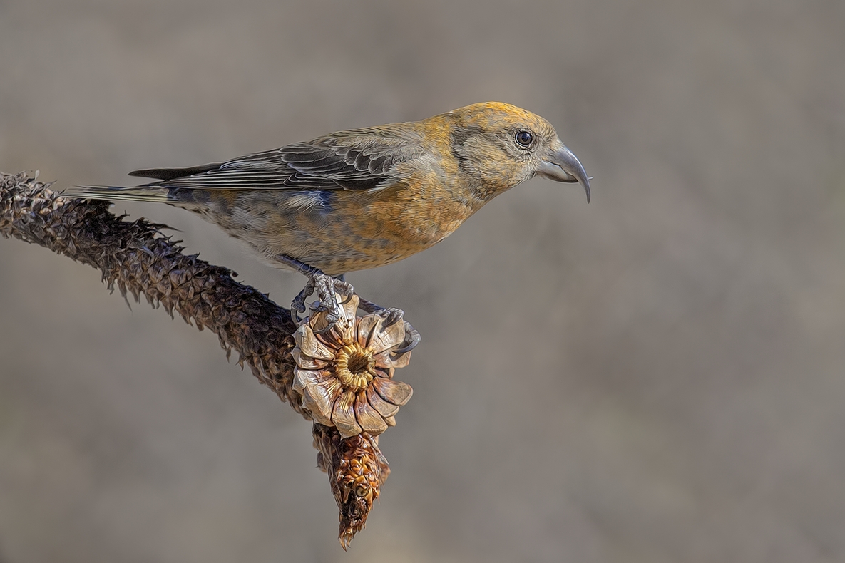 Red Crossbill (Male), Cabin Lake "Guzzlers," Deschutes National Forest near Fort Rock, Oregon