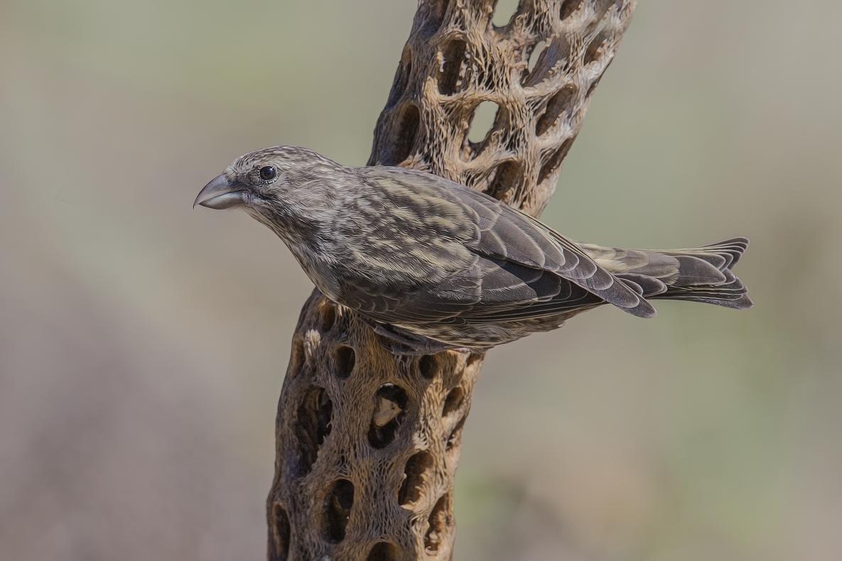 Red Crossbill (Female), Cabin Lake "Guzzlers," Deschutes National Forest near Fort Rock, Oregon