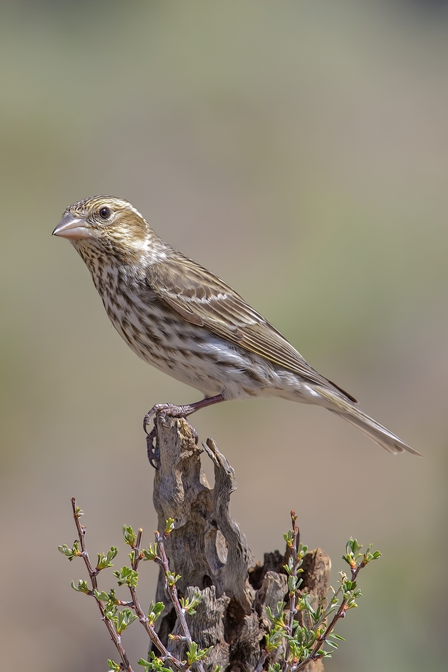 Cassin's Finch (Female), Cabin Lake "Guzzlers," Deschutes National Forest near Fort Rock, Oregon