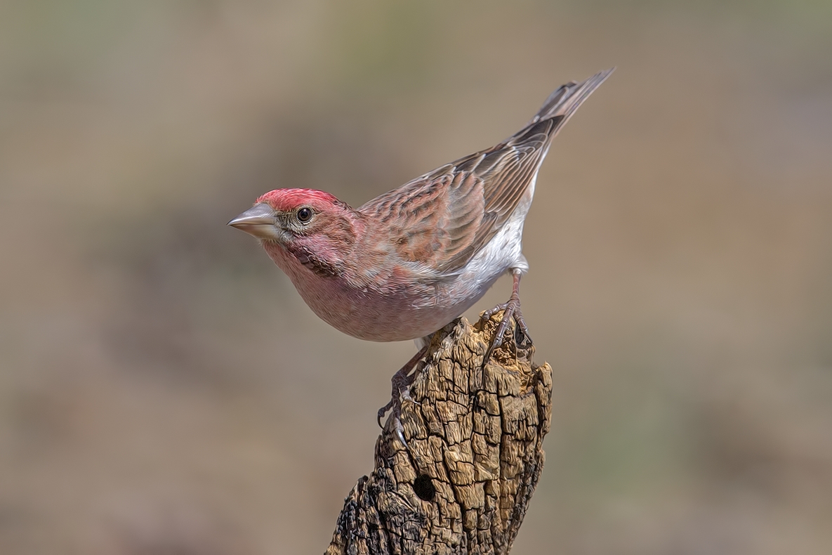 Cassin's Finch (Male), Cabin Lake "Guzzlers," Deschutes National Forest near Fort Rock, Oregon