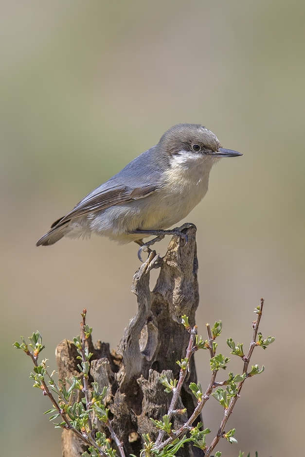 Pygmy Nuthatch, Cabin Lake "Guzzlers," Deschutes National Forest near Fort Rock, Oregon