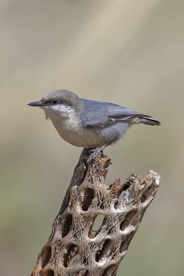 Pygmy Nuthatch, Cabin Lake "Guzzlers," Deschutes National Forest near Fort Rock, Oregon