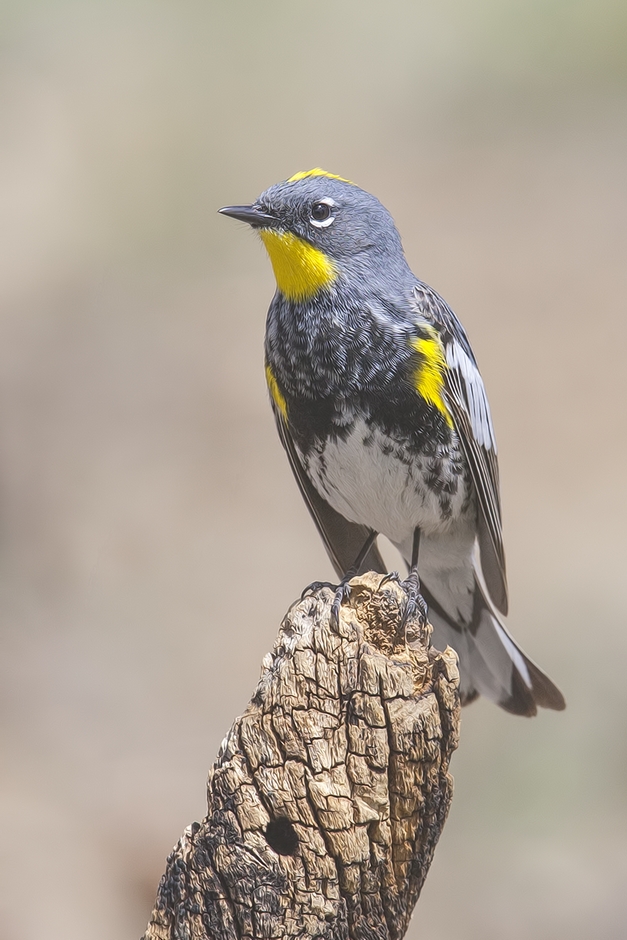 Yellow-Rumped Warbler, Cabin Lake "Guzzlers," Deschutes National Forest near Fort Rock, Oregon