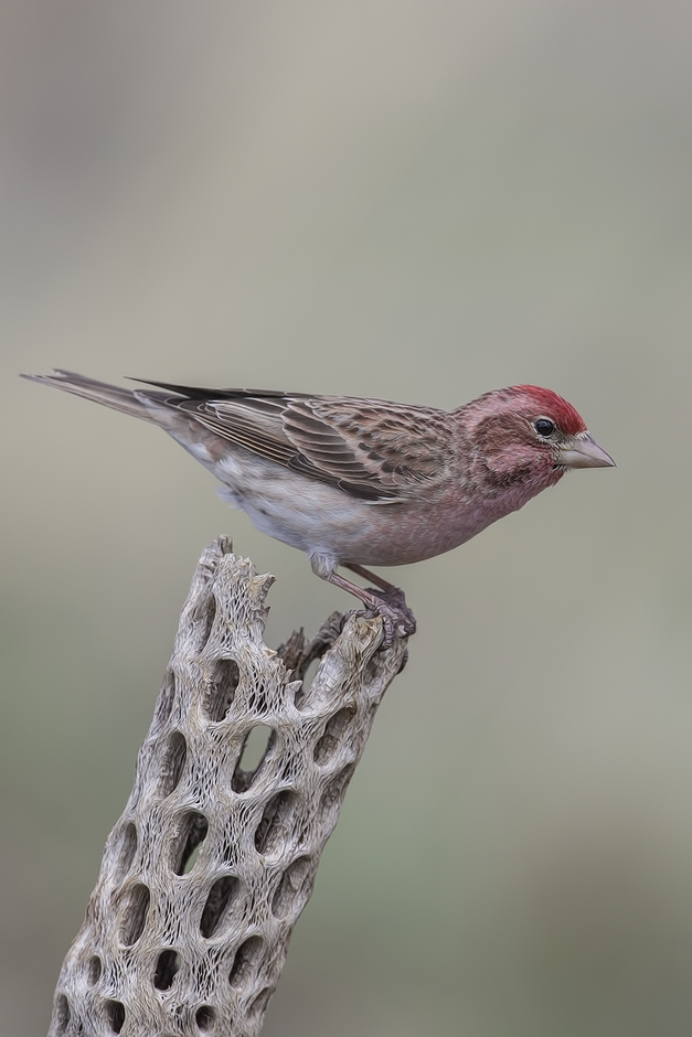 Cassin's Finch (Male), Cabin Lake "Guzzlers," Deschutes National Forest near Fort Rock, Oregon