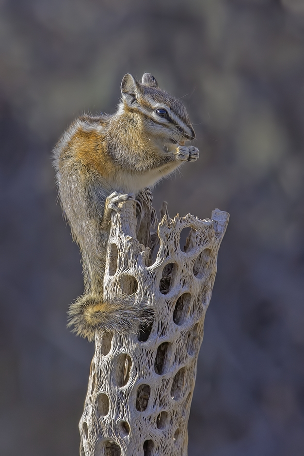 Least Chipmunk, Cabin Lake "Guzzlers," Deschutes National Forest near Fort Rock, Oregon