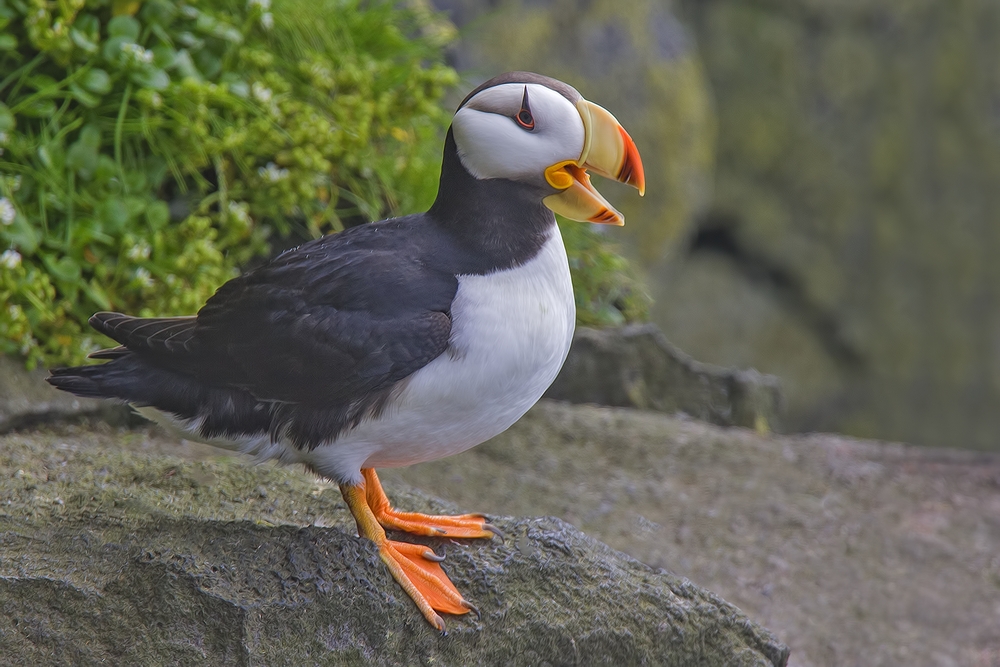 Horned Puffin, Zapadni Cliffs, St. Paul Island, Alaska