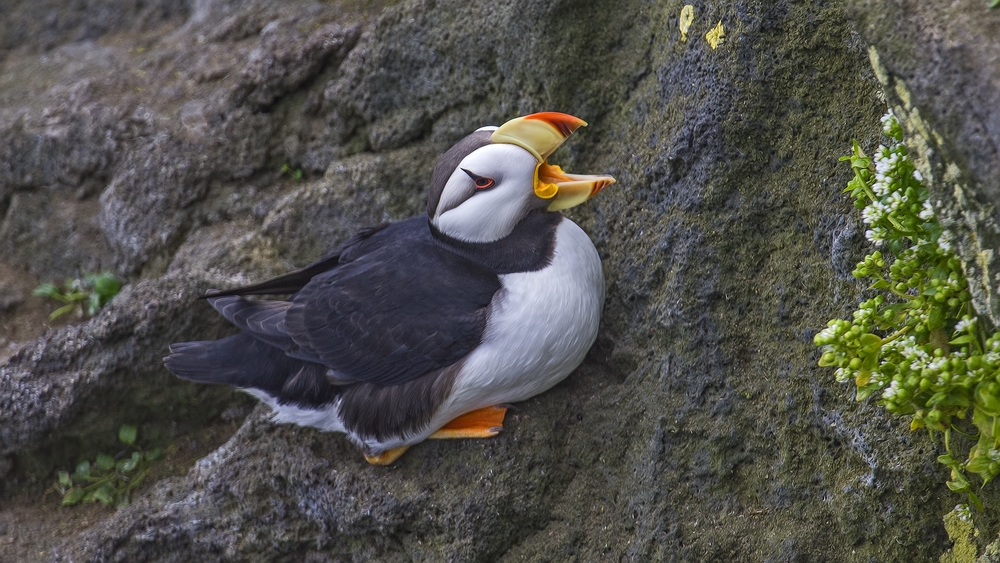 Horned Puffin, Zapadni Cliffs, St. Paul Island, Alaska