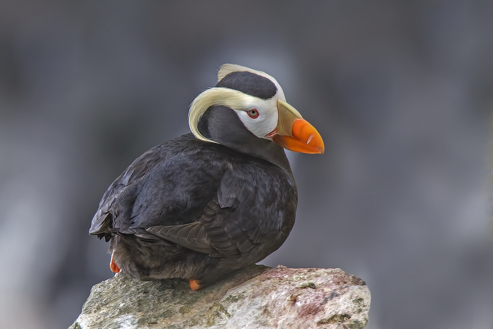 Tufted Puffin, Zapadni Cliffs, St. Paul Island, Alaska