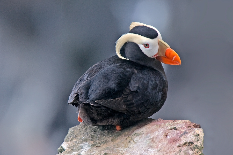 Tufted Puffin, Zapadni Cliffs, St. Paul Island, Alaska