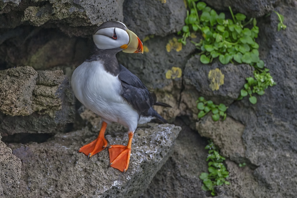 Horned Puffin, Ridge Wall, St. Paul Island, Alaska