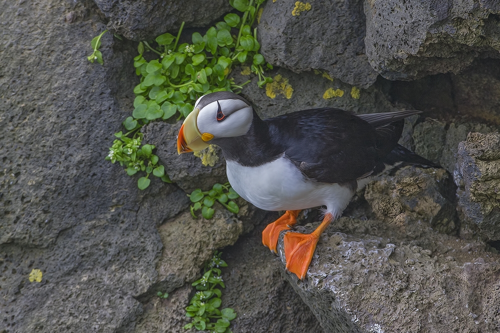 Horned Puffin, Ridge Wall, St. Paul Island, Alaska