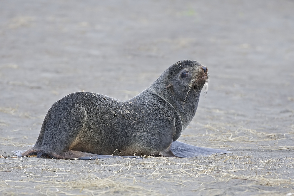 Northern Fur Seal (Juvenile), Big Zapadni Rookery, St. Paul Island, Alaska