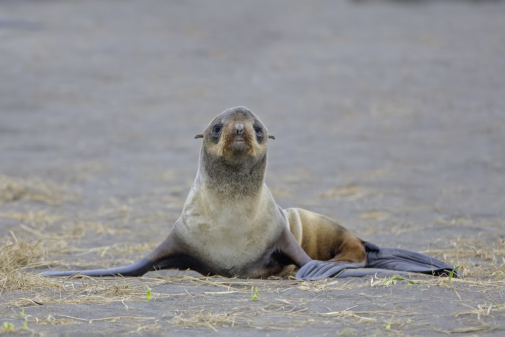 Northern Fur Seal (Juvenile), Big Zapadni Rookery, St. Paul Island, Alaska