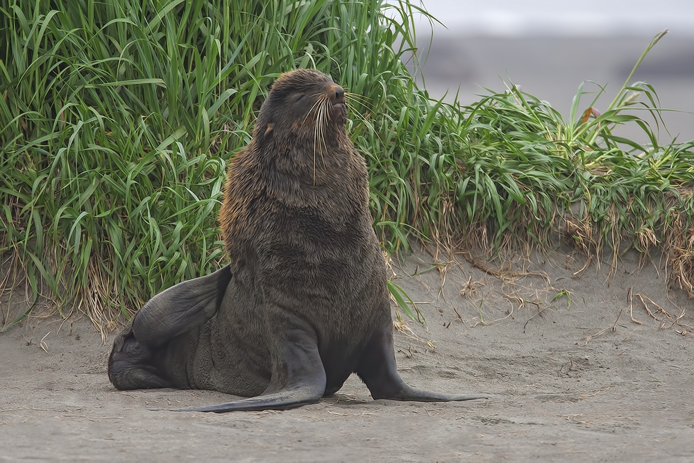 Northern Fur Seal (Adult Male), Big Zapadni Rookery, St. Paul Island, Alaska