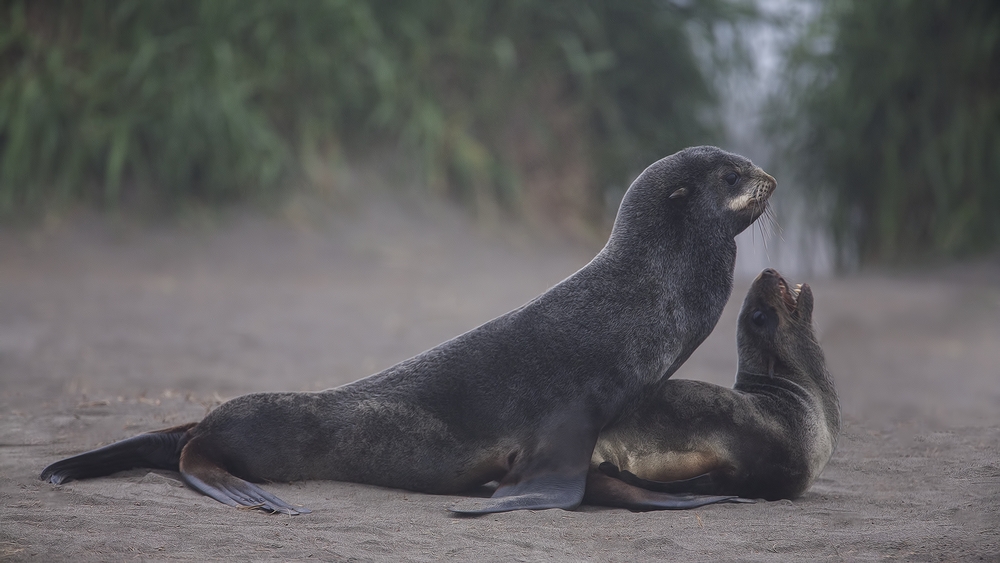 Northern Fur Seals (In The Fog), Big Zapadni Rookery, St. Paul Island, Alaska