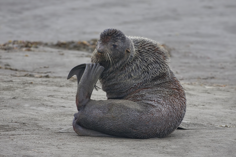 Northern Fur Seal, Big Zapadni Rookery, St. Paul Island, Alaska