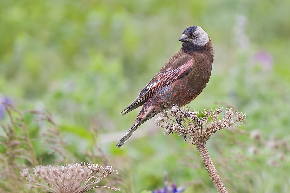 Gray-Crowned Rosy-Finch, Near King Eider Hotel, St. Paul Island, Alaska