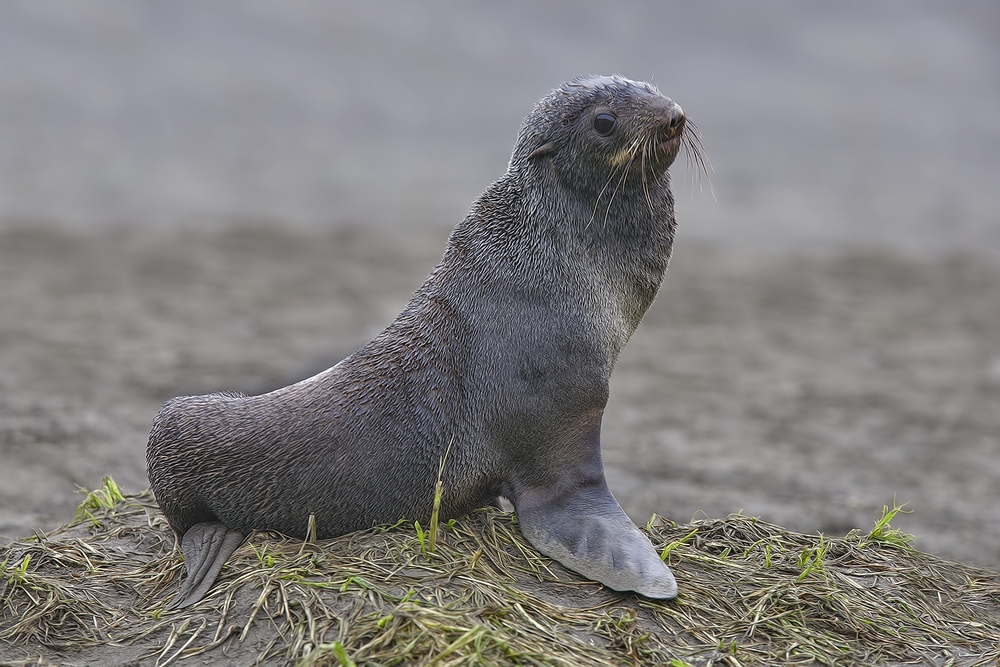 Northern Fur Seal, Big Zapadni Rookery, St. Paul Island, Alaska